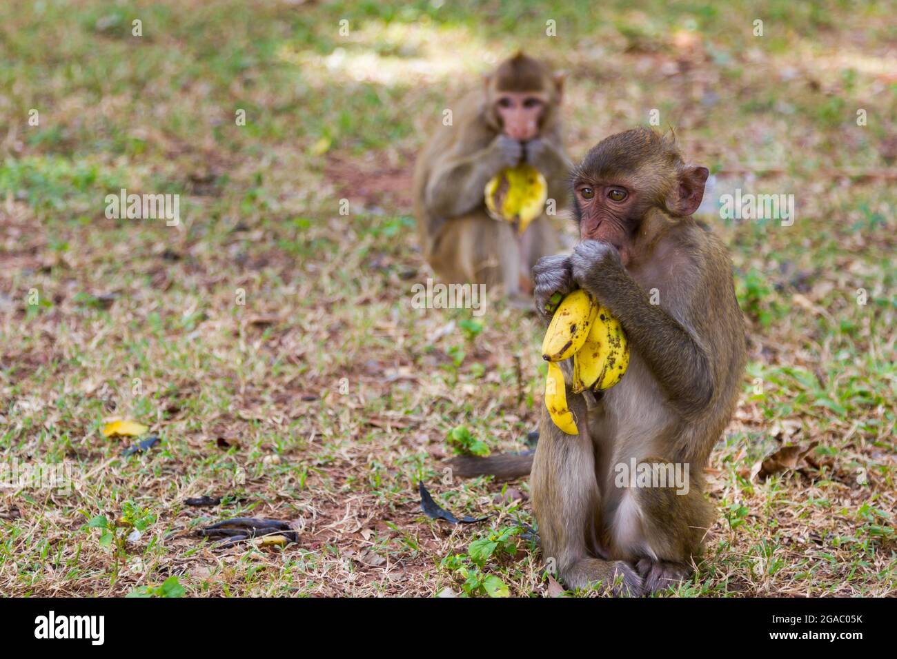 Bébé singe assis sur l'herbe et mange la banane avec le behide ami Banque D'Images