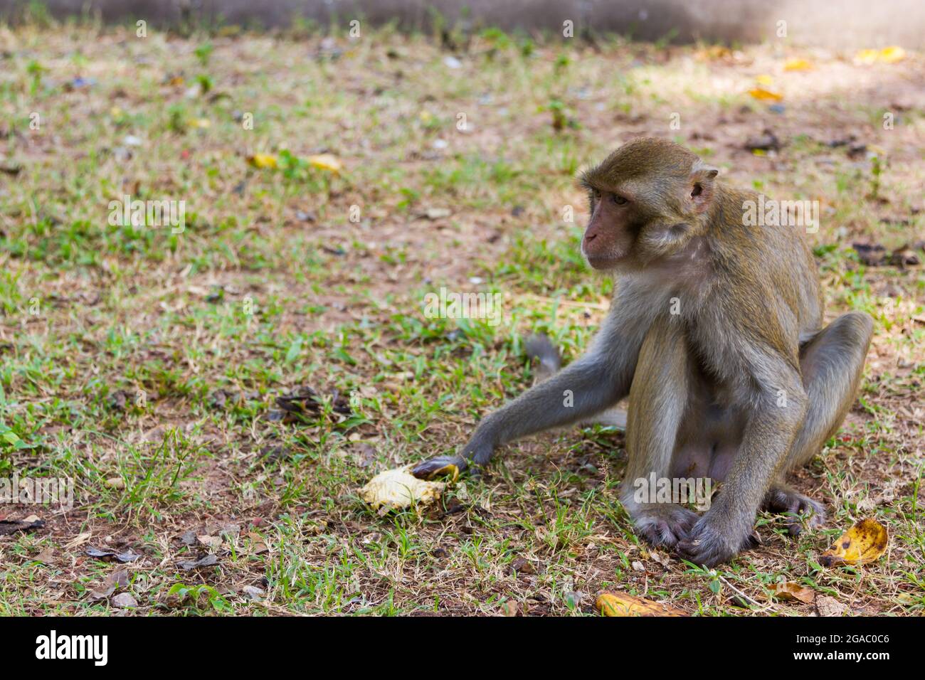 Bébé singe s'assoit sur l'herbe et mange la banane seule Banque D'Images