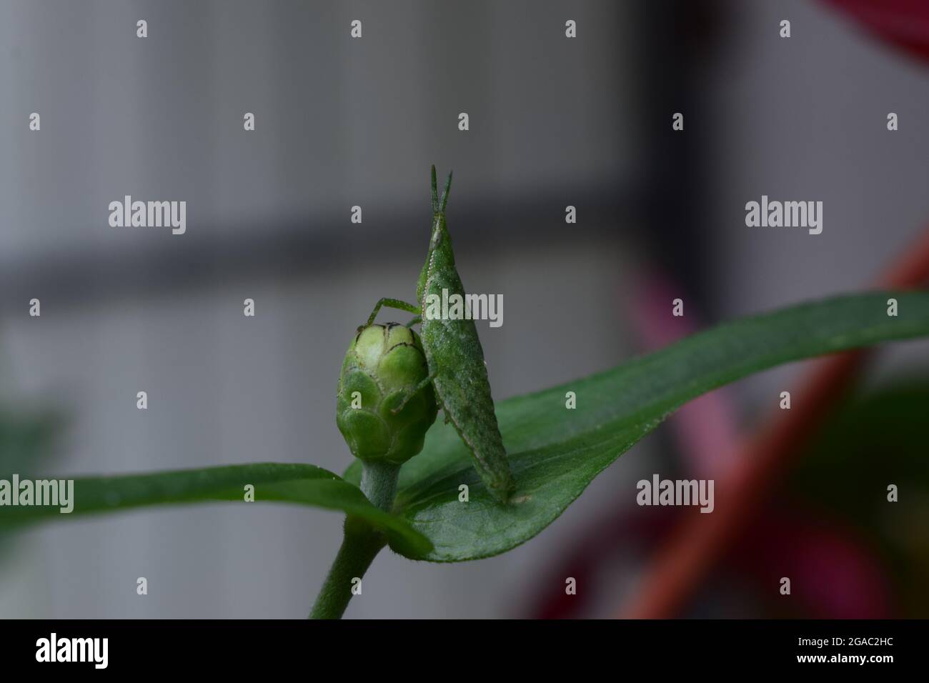 le cricket vert sucer le miel sur le bouton de fleur vert Banque D'Images