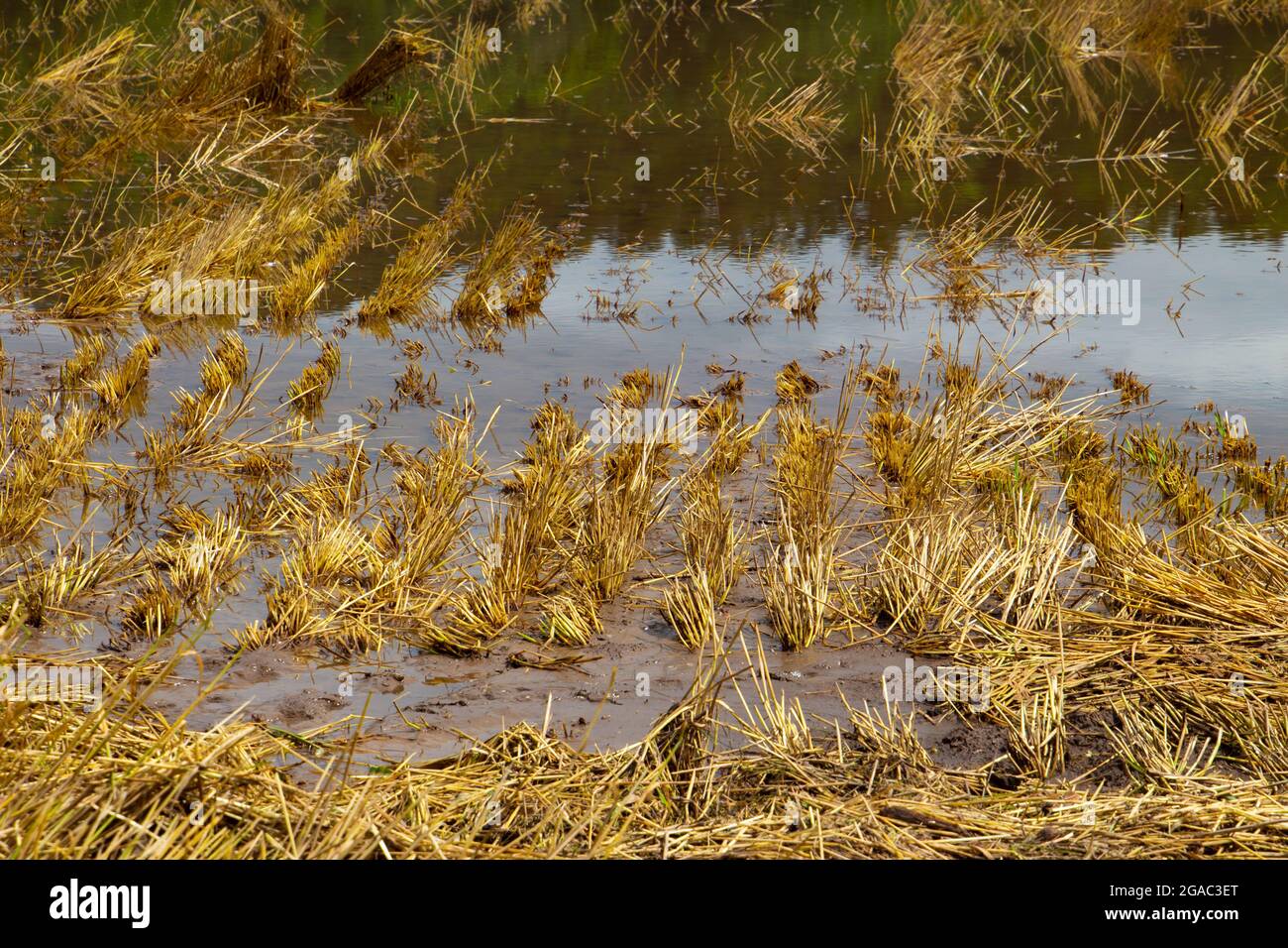 Le champ de blé récolté a été inondé après de fortes pluies en été Banque D'Images