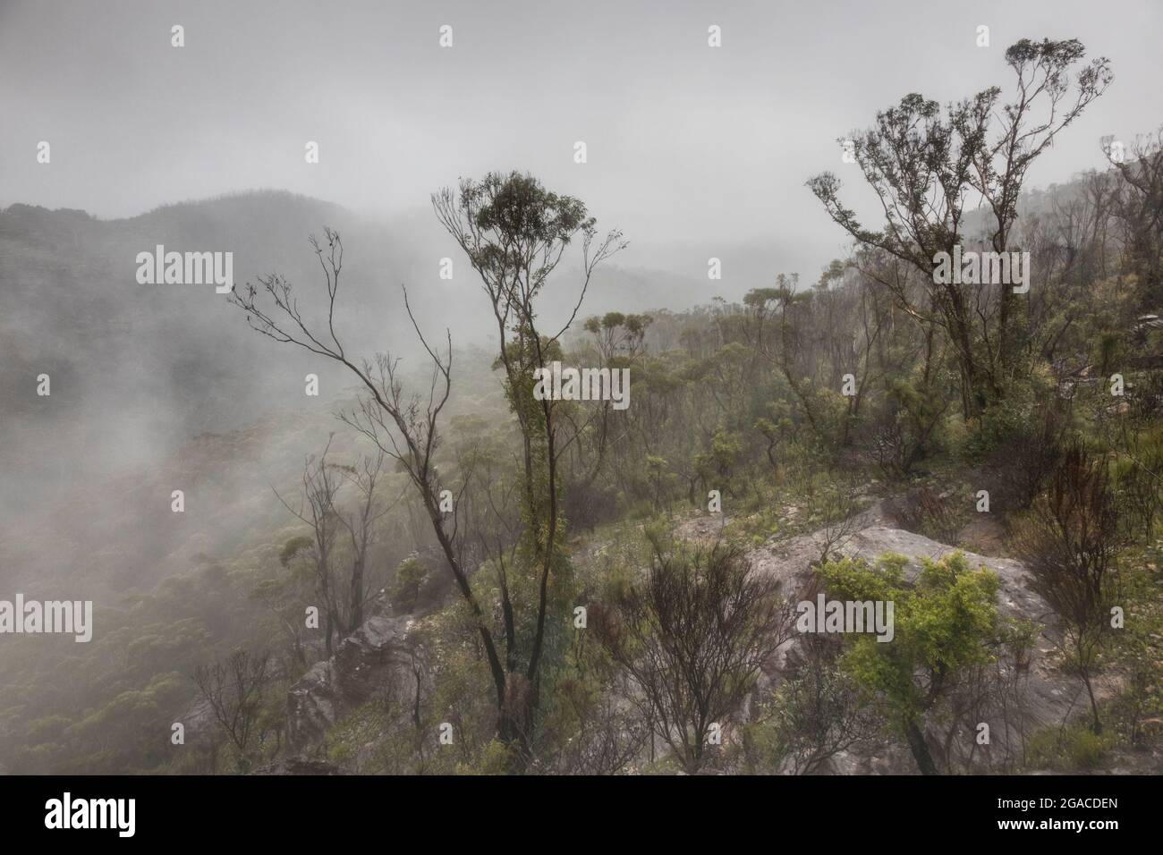 arbres et brume du sommet de la montagne Banque D'Images