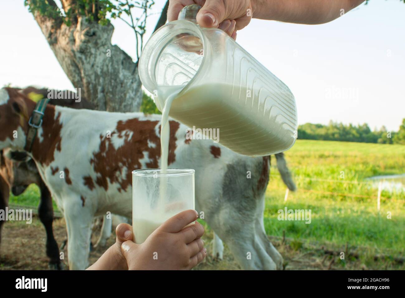 le lait frais naturel est versé d'un pot dans un verre tenu par les mains des enfants sur fond de campagne avec des veaux de vache Banque D'Images