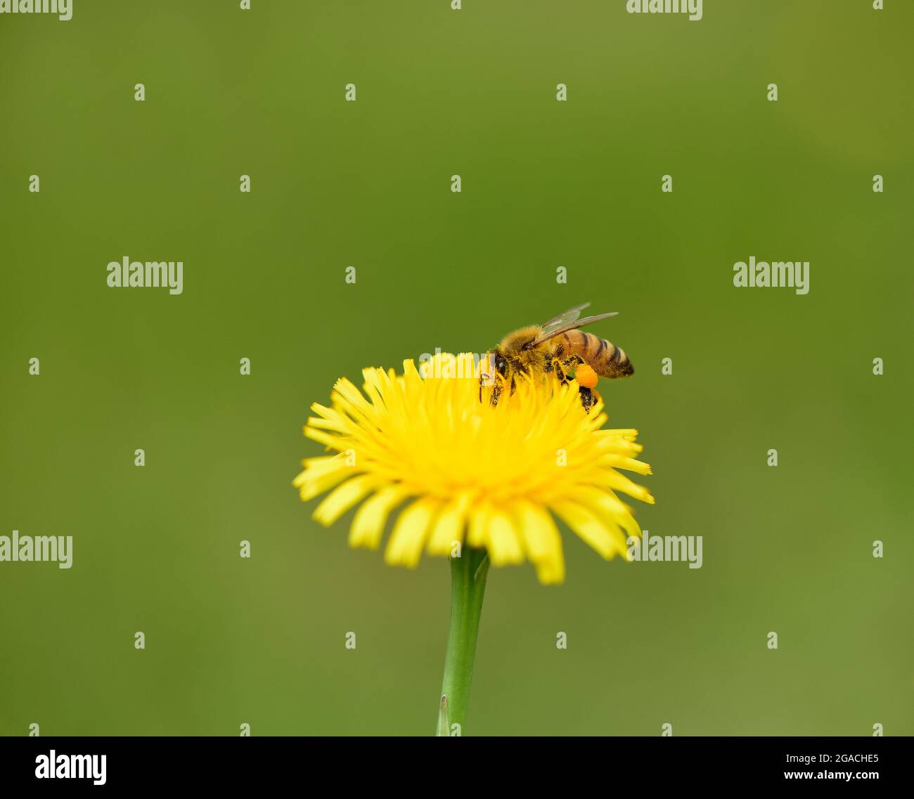 Abeille sur une fleur sauvage, Patagonie, Argentine. Banque D'Images