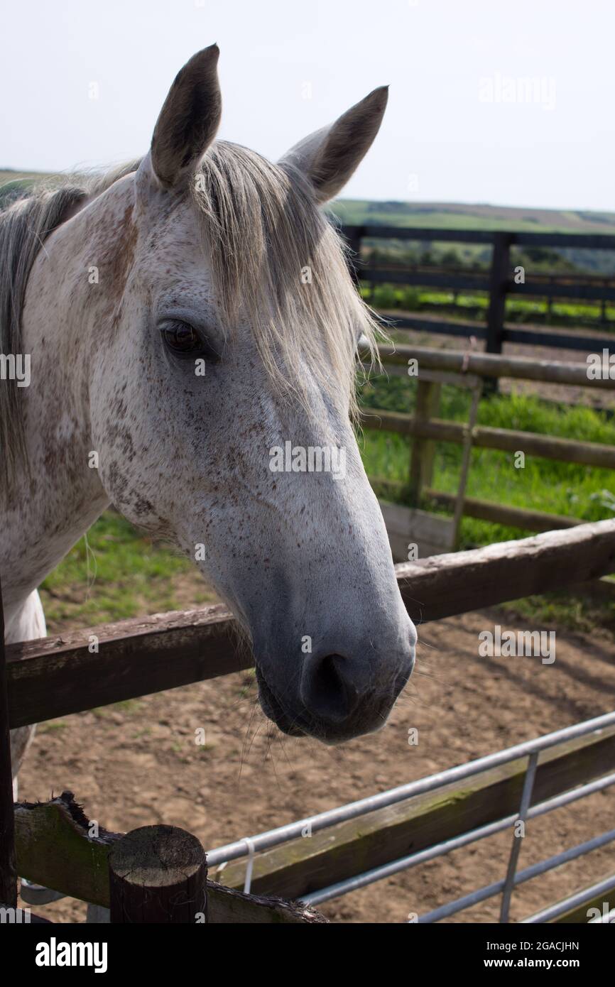 Portrait d'un cheval gris blanc qui regarde sur une clôture Banque D'Images