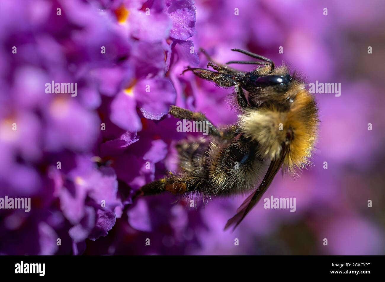 Gros plan d'un bourdon (Bombus) sur la bourdonneia fleurit au soleil. Banque D'Images