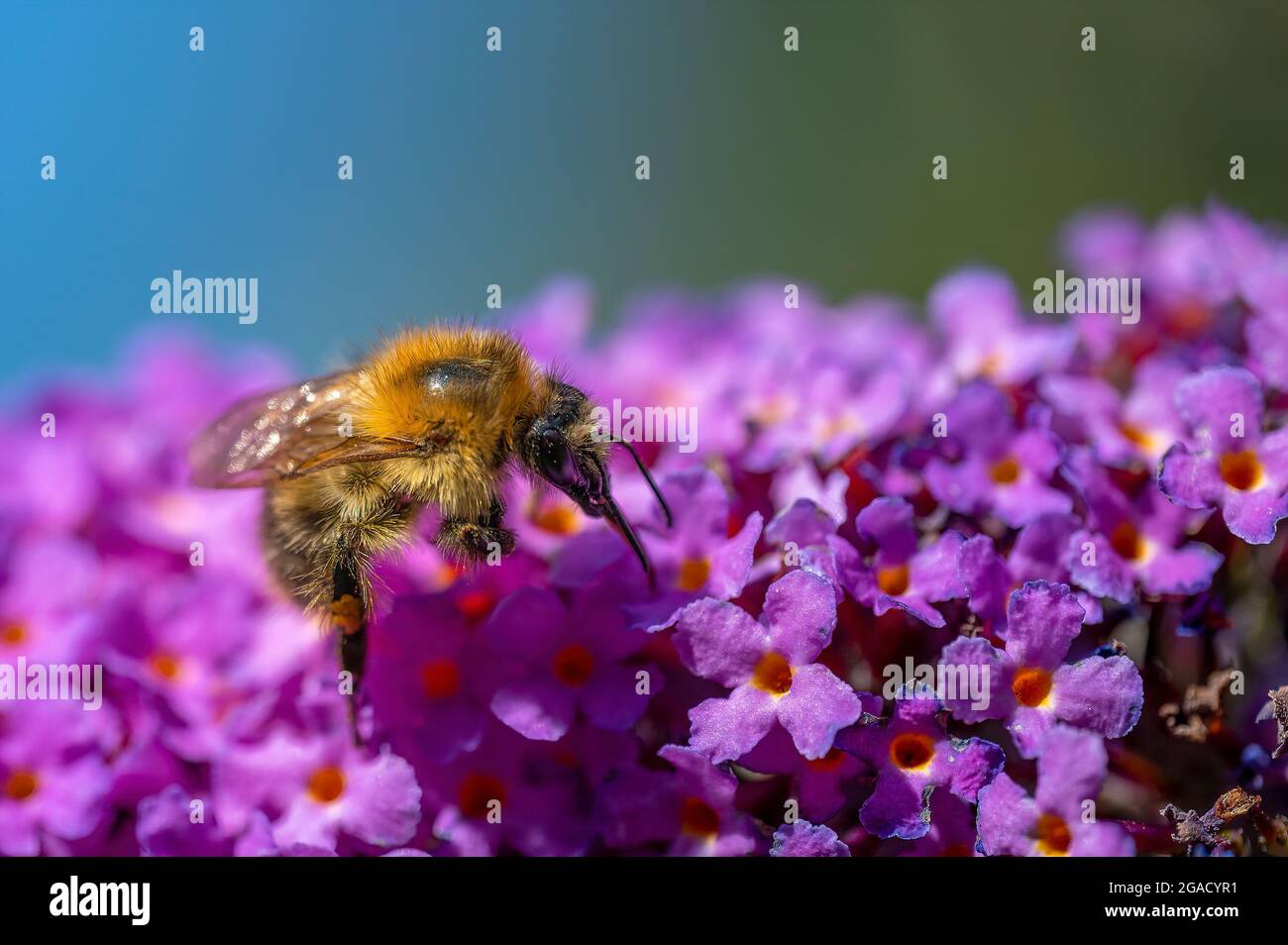 Gros plan d'un bourdon (Bombus) sur la bourdonneia fleurit au soleil. Banque D'Images