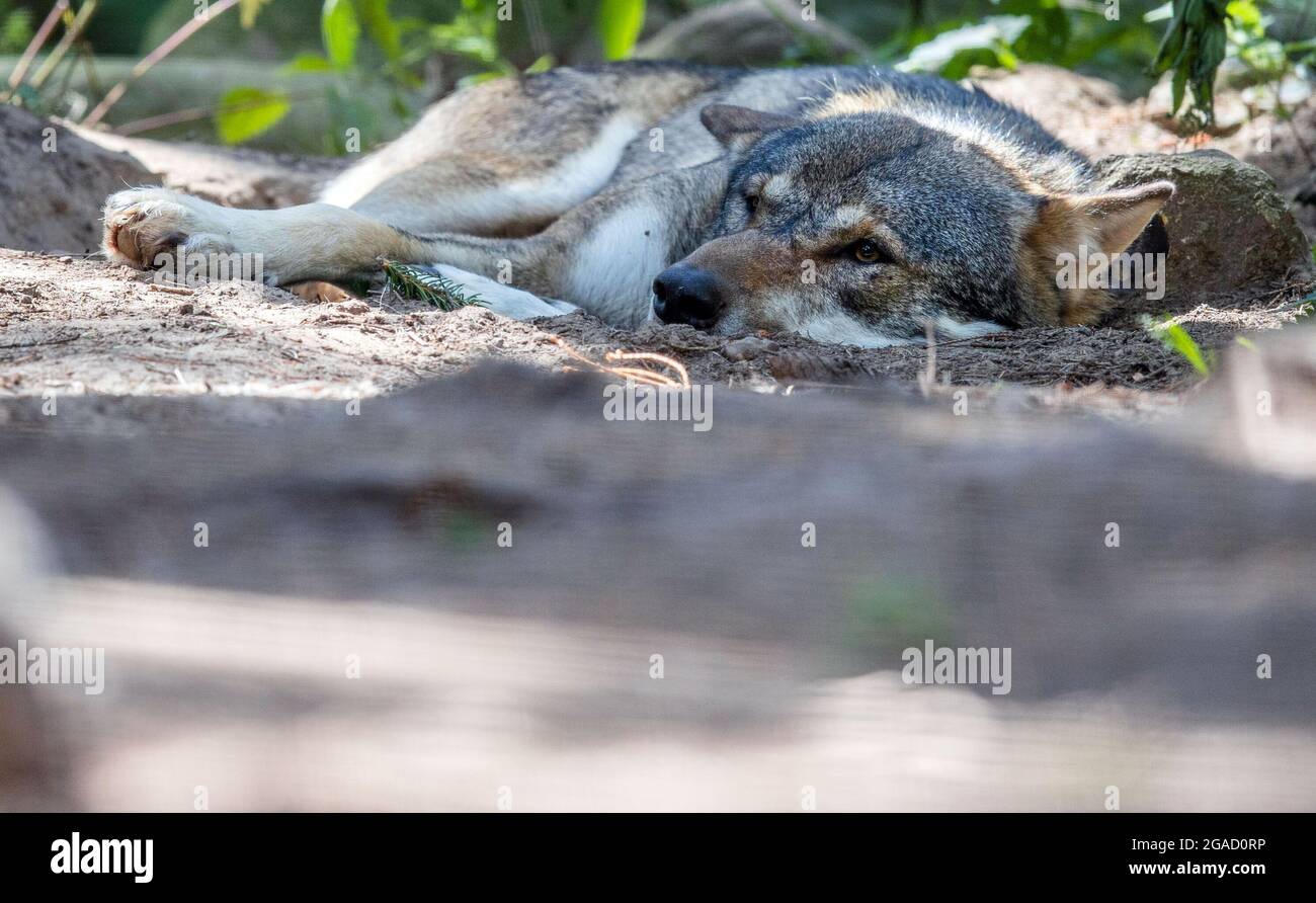 30 juillet 2021, Mecklembourg-Poméranie occidentale, Güstrow: Un loup eurasien est situé dans la commune prédateur dans le Wildpark-MV. Les 19 zoos de Mecklembourg-Poméranie-Occidentale ouvrent leurs portes pour la journée du zoo d'État. Entrée gratuite pour les enfants jusqu'à 14 ans. La journée du zoo d'État est cette année sous la devise « enfants-animaux-éducation ». Photo: Jens Büttner/dpa-Zentralbild/dpa Banque D'Images