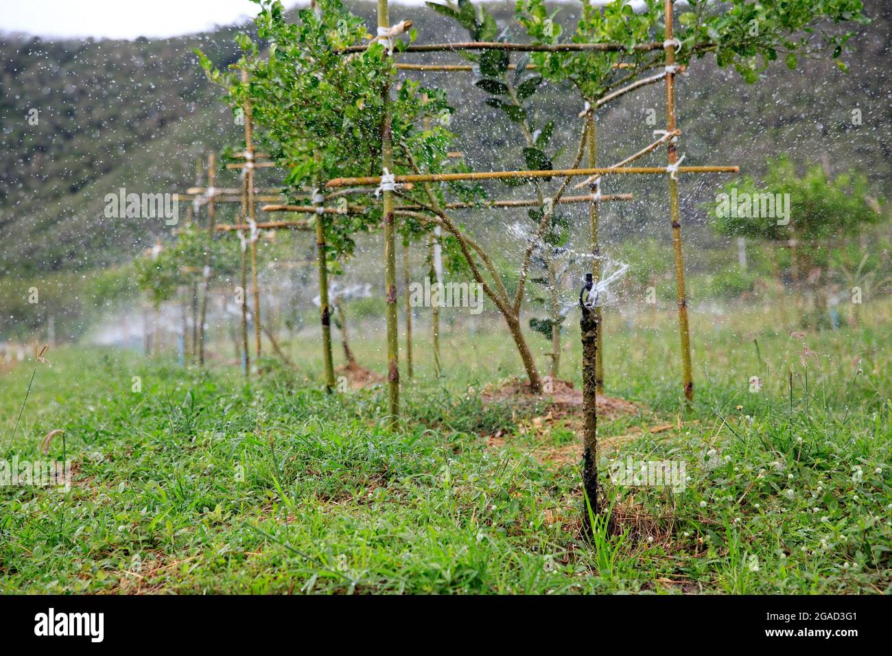 Système d'irrigation dans le jardin de fruits, arrosage des plantes Banque D'Images