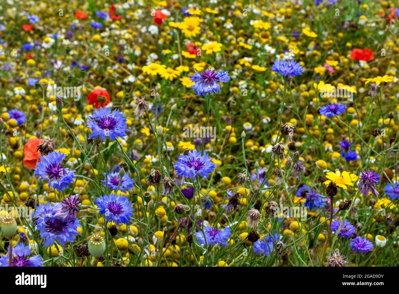 CAMBRIDGE ENGLAND UNIVERSITY BOTANIC GARDENS WILD FLOWER GARDEN AVEC DES BLEUETS CENTAUREA CYANUS Banque D'Images
