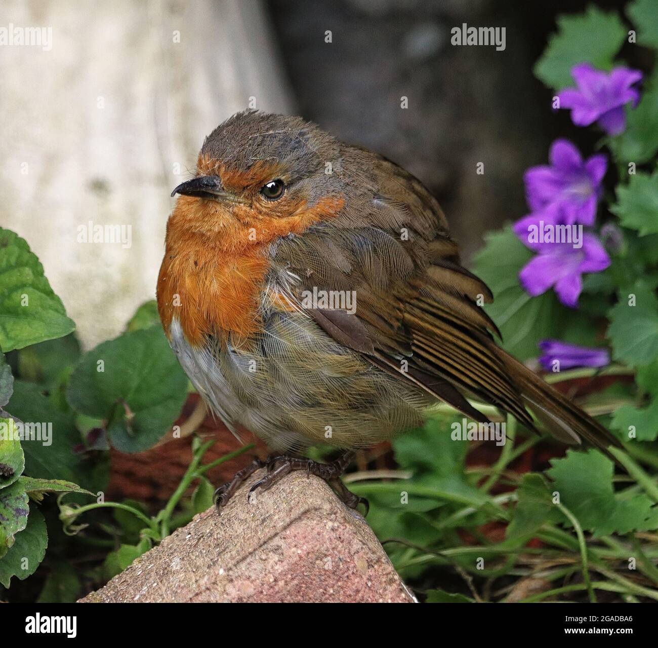 Robin européenne ou anglaise perchée sur une pierre de jardin (erithacus Rubecula) Banque D'Images