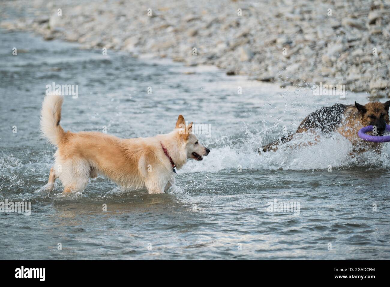 Le berger allemand avec son anneau bleu dans la bouche et la demi-race de blanc suisse sont les meilleurs amis qui se rafraîchissent dans l'eau. Deux chiens jouent en rivière Banque D'Images