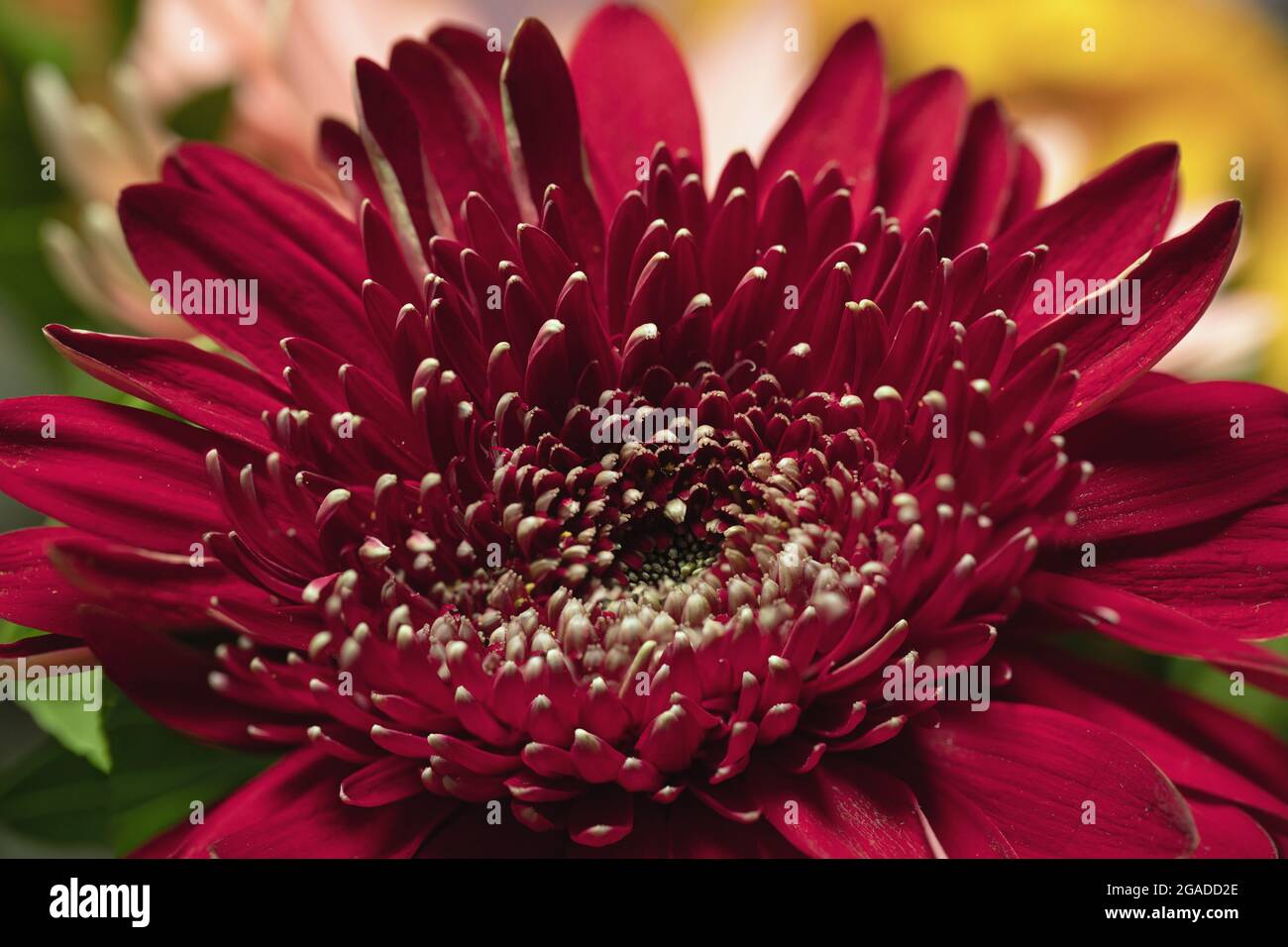 Gros plan de beau rouge cramoisi avec des bouts blancs sur les pétales de la fleur gerbera sur fond flou de parties de bouquet. Carte postale botanique ou Nice gi Banque D'Images