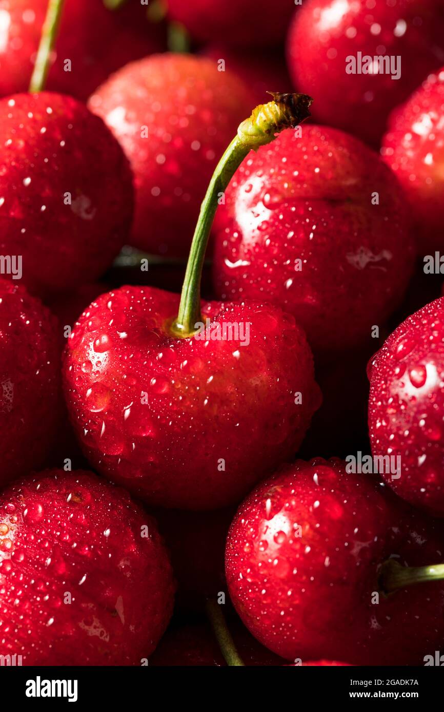 Cerises rouges biologiques saines dans un bol à manger Banque D'Images