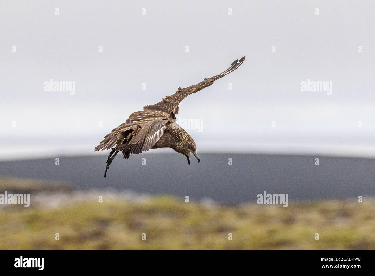 grand skua planant sur le côté de la colonie de macareux sur le profil attendant d'attaquer sur ingolfshofdi sud de l'islande Banque D'Images