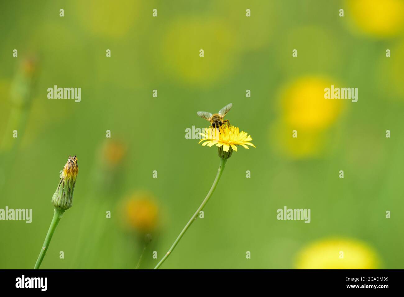 Abeille sur une fleur sauvage, Patagonie, Argentine. Banque D'Images