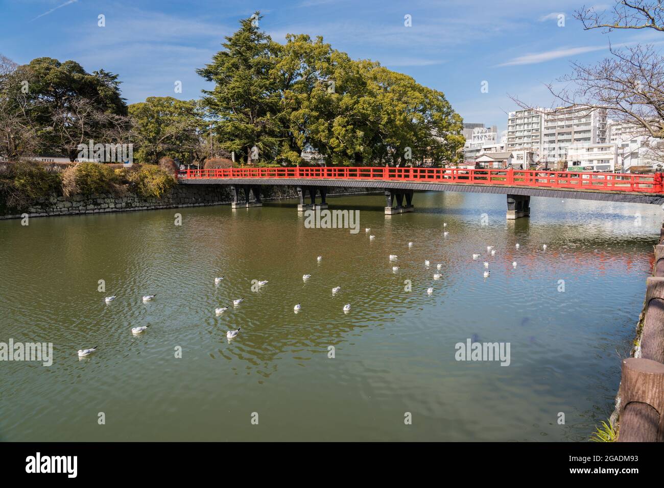 Gakubashi, pont japonais rouge traversant la rivière fossé entourant le château d'Odawara, Japon. Oiseaux de mer reposant sur l'eau. Banque D'Images