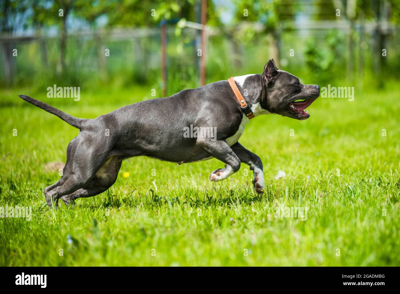 Blue Hair chien américain Staffordshire Terrier en mouvement Banque D'Images