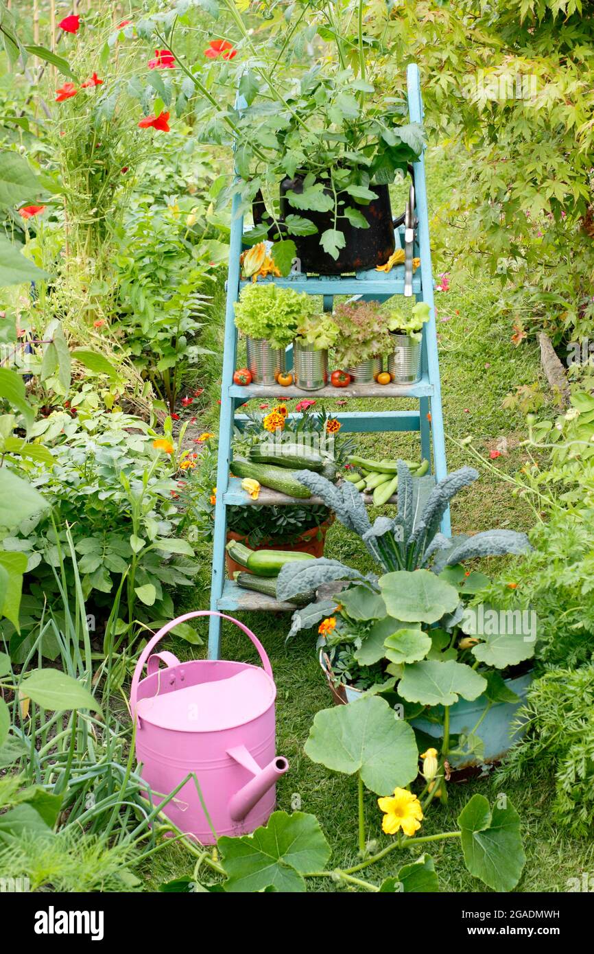 Légumes et produits disposés sur une échelle dans un jardin de légumes - kale, courge, tomate, laitue avec concombre, courgette et haricots larges. ROYAUME-UNI Banque D'Images