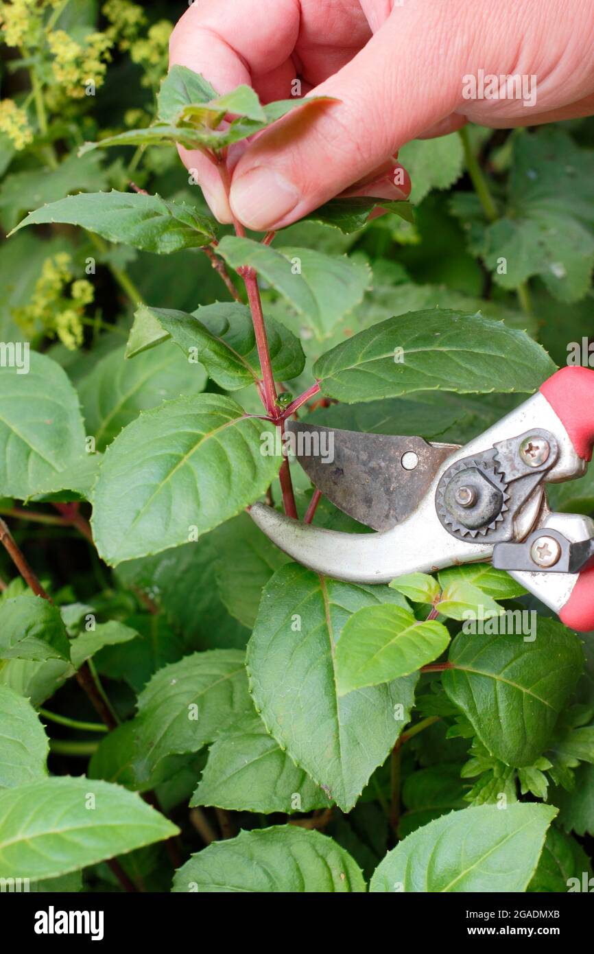 Boutures fuchsia. Prise de boutures de pousses douces et sans fleurs d'une plante fuchsia pour la propagation. ROYAUME-UNI Banque D'Images