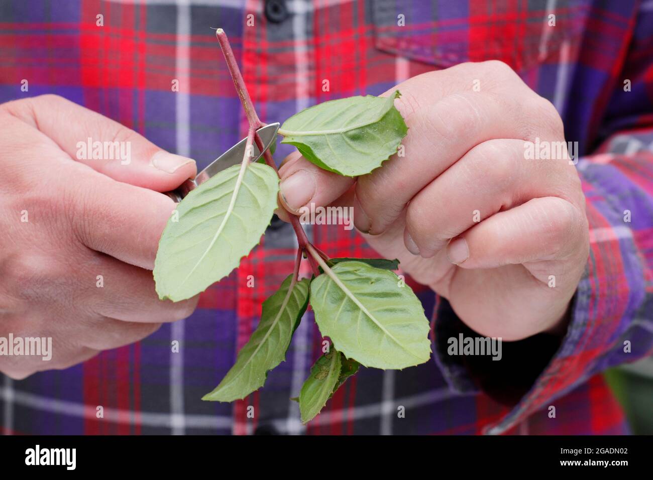 Prise de boutures fuchsia. Suppression des feuilles inférieures d'une coupe fuchsia pour la propagation. ROYAUME-UNI Banque D'Images