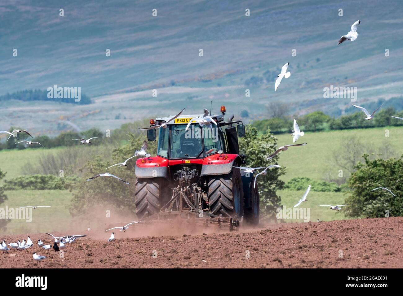 Les seagulles suivant un cultivateur en tant qu'agriculteur préparent un lit de semence pour l'ensemencement d'une prairie dans la vallée d'Eden, Cumbria, Royaume-Uni. Banque D'Images