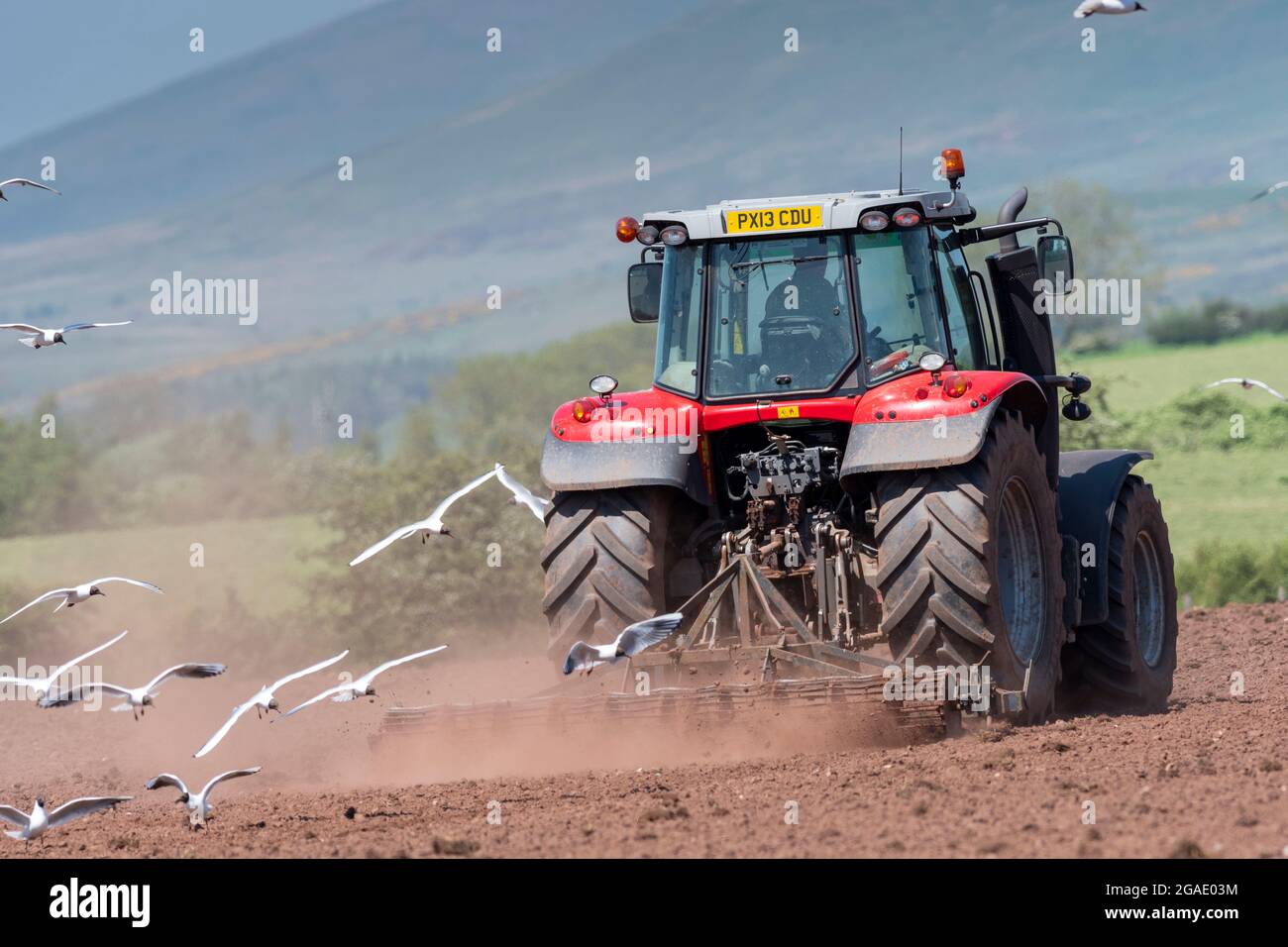 Les seagulles suivant un cultivateur en tant qu'agriculteur préparent un lit de semence pour l'ensemencement d'une prairie dans la vallée d'Eden, Cumbria, Royaume-Uni. Banque D'Images