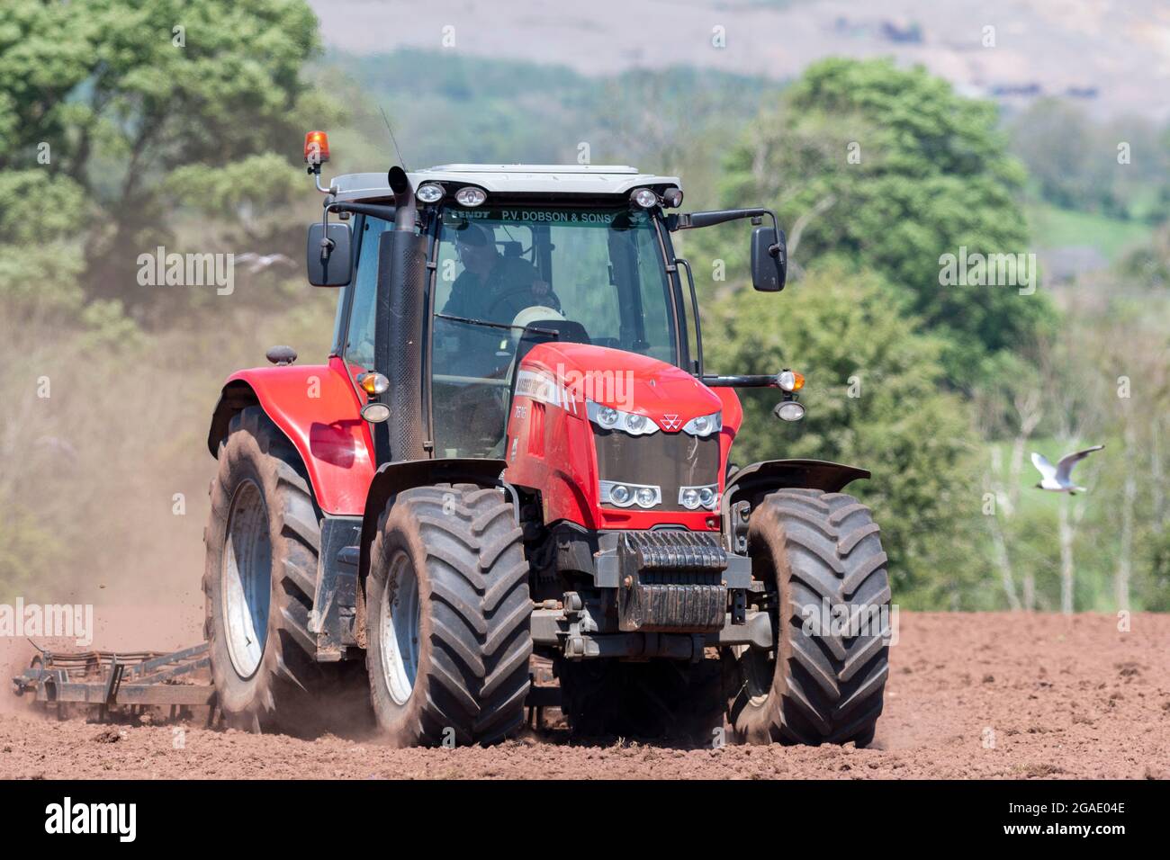 Agriculteur utilisant un Massey Ferguson 7616, en pressant le lit de semence après avoir réensemené un pré dans la vallée d'Eden, Cumbria, Royaume-Uni. Banque D'Images