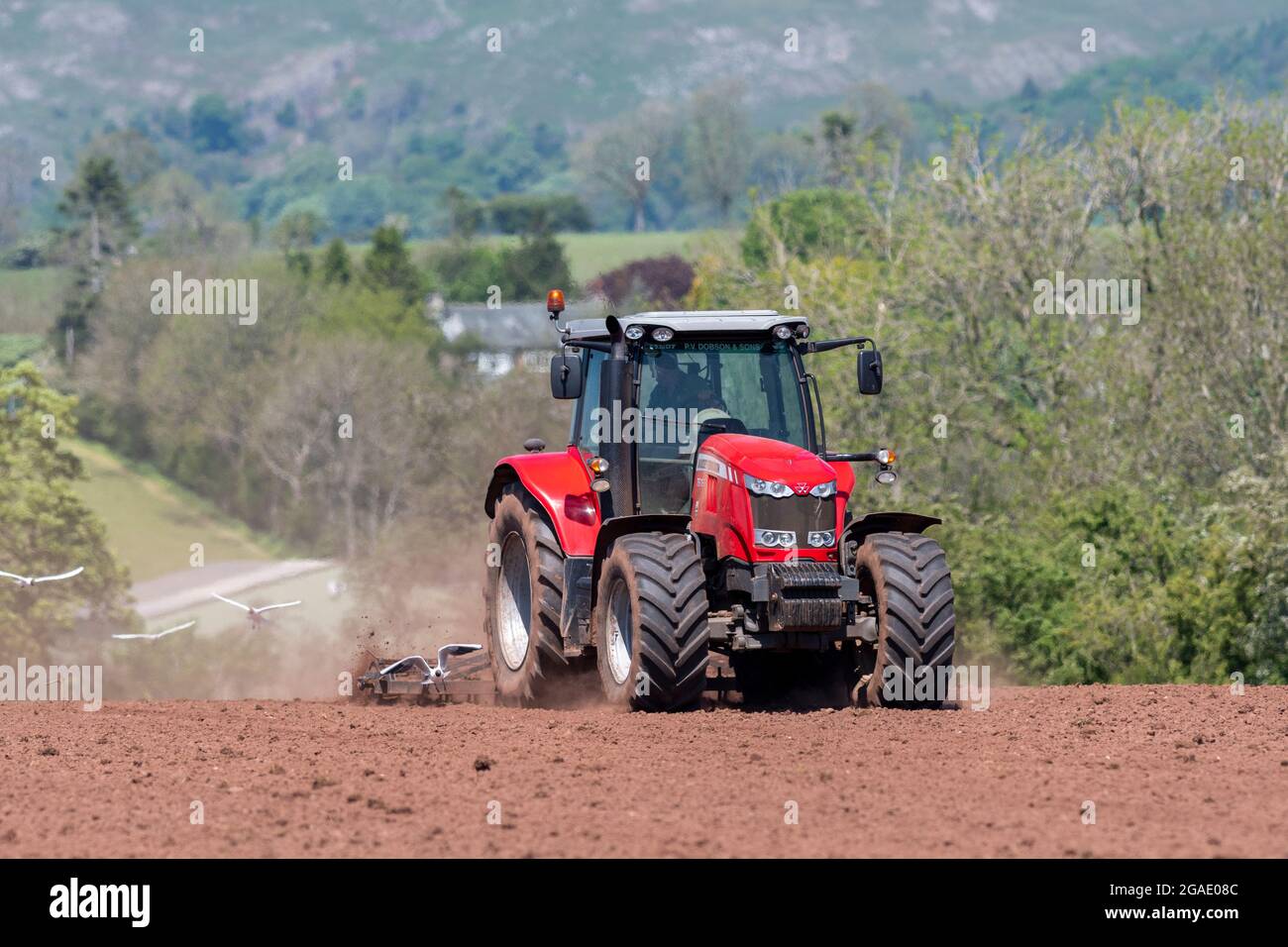 Agriculteur utilisant un Massey Ferguson 7616, en pressant le lit de semence après avoir réensemené un pré dans la vallée d'Eden, Cumbria, Royaume-Uni. Banque D'Images