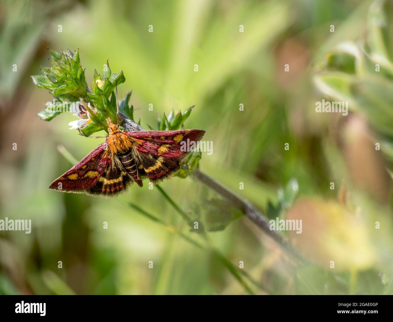 Le papillon à la menthe, alias pyrausta purpuralis, a trouvé Devon, au Royaume-Uni. Banque D'Images