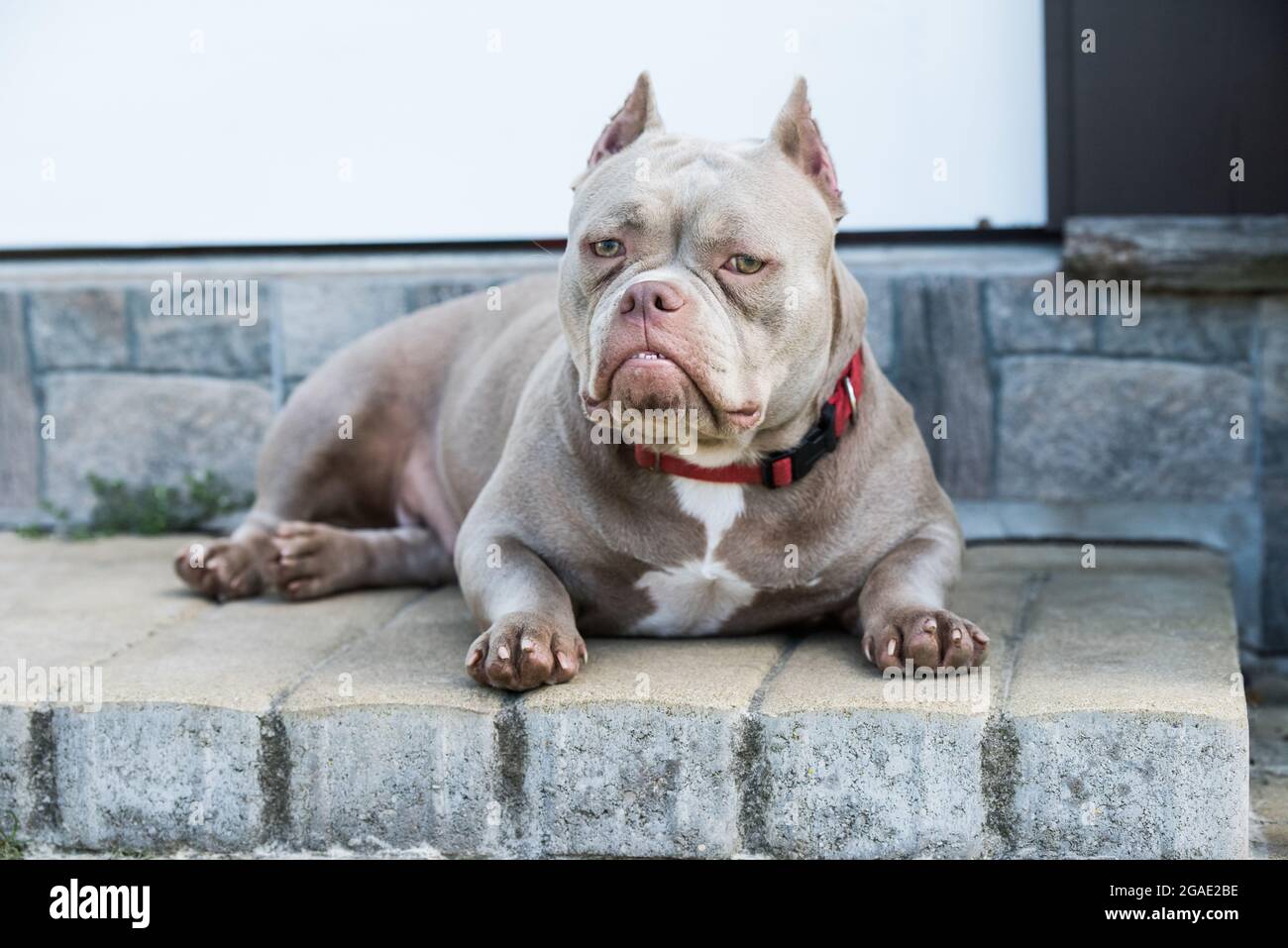 Un chien Bully américain de poche de couleur lilas est couché à la porte.  Chien de taille moyenne avec un corps musculaire compact et volumineux, une  tête boosée et une musculature osseuse