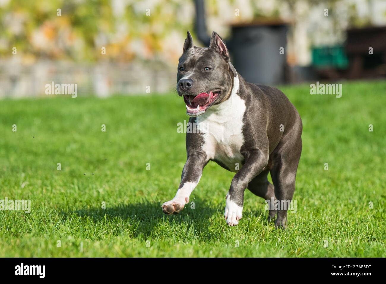 Chien d'Amérique bringé bleu vif Staffordshire Terrier ou AmStaff In bougez dans la nature Banque D'Images