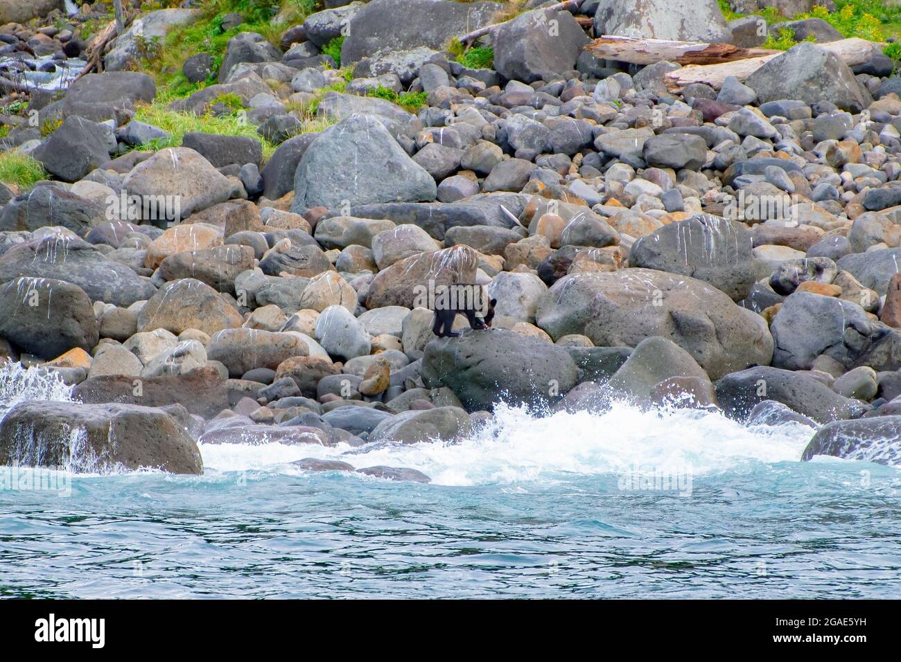 Une croisière d'observation des ours à Shiretoko prise d'une petite vue sur le bateau. Les ours bruns yézo recherchent généralement de la nourriture près de la côte à Shiretoko, Hokkaido Banque D'Images