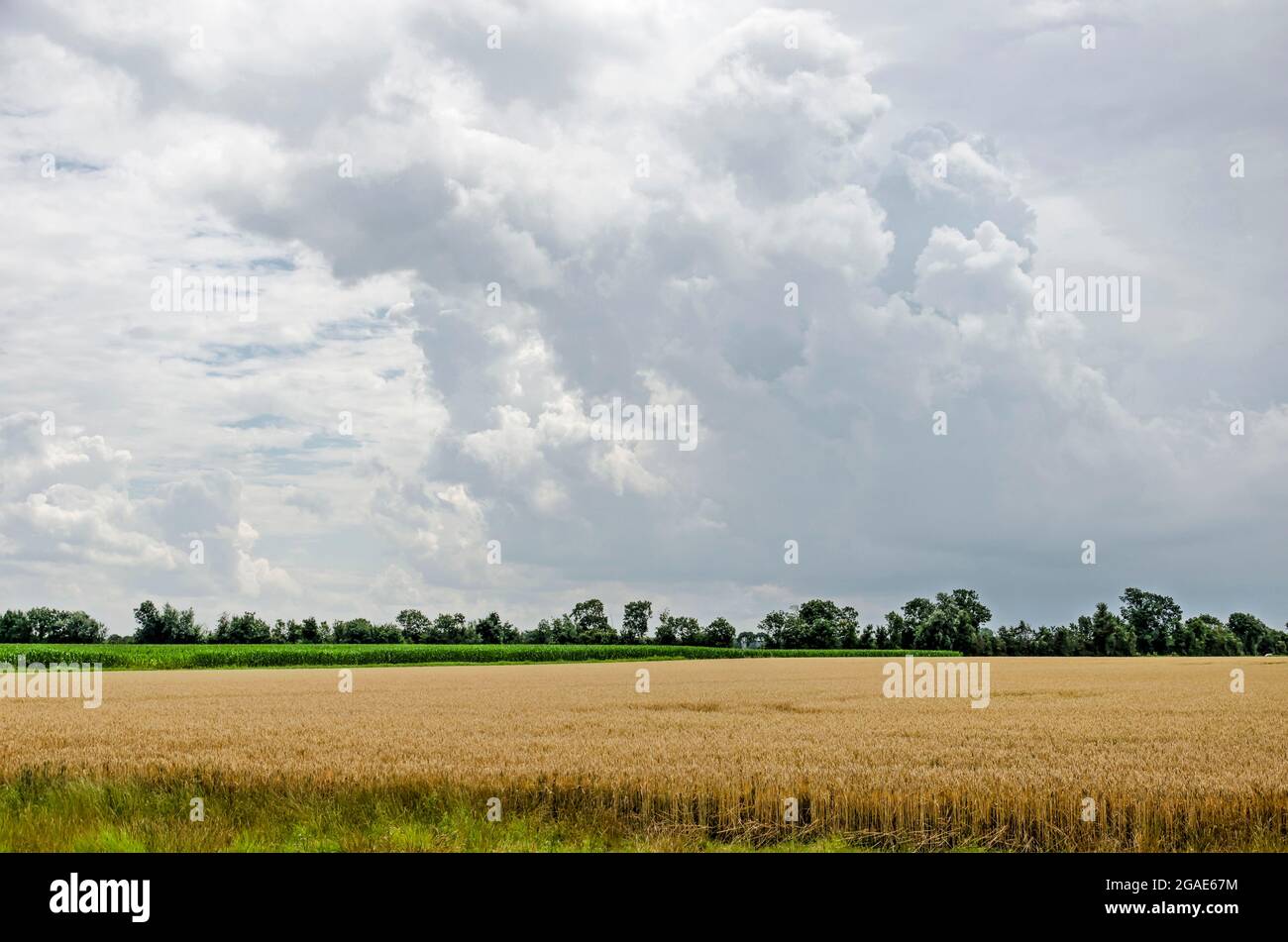 Ciel spectaculaire avec un orage approchant sur un champ de blé sur l'île de Walcheren, aux pays-Bas Banque D'Images