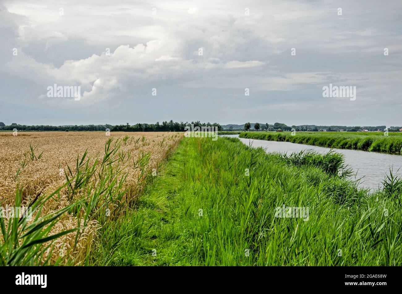 Sentier étroit de randonnée herbeux entre un champ de blé et un canal bordé de roseaux sur l'île de Walcheren, aux pays-Bas Banque D'Images