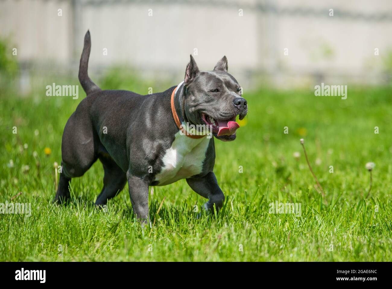 Chien d'Amérique bringé bleu vif Staffordshire Terrier ou AmStaff In bougez dans la nature Banque D'Images