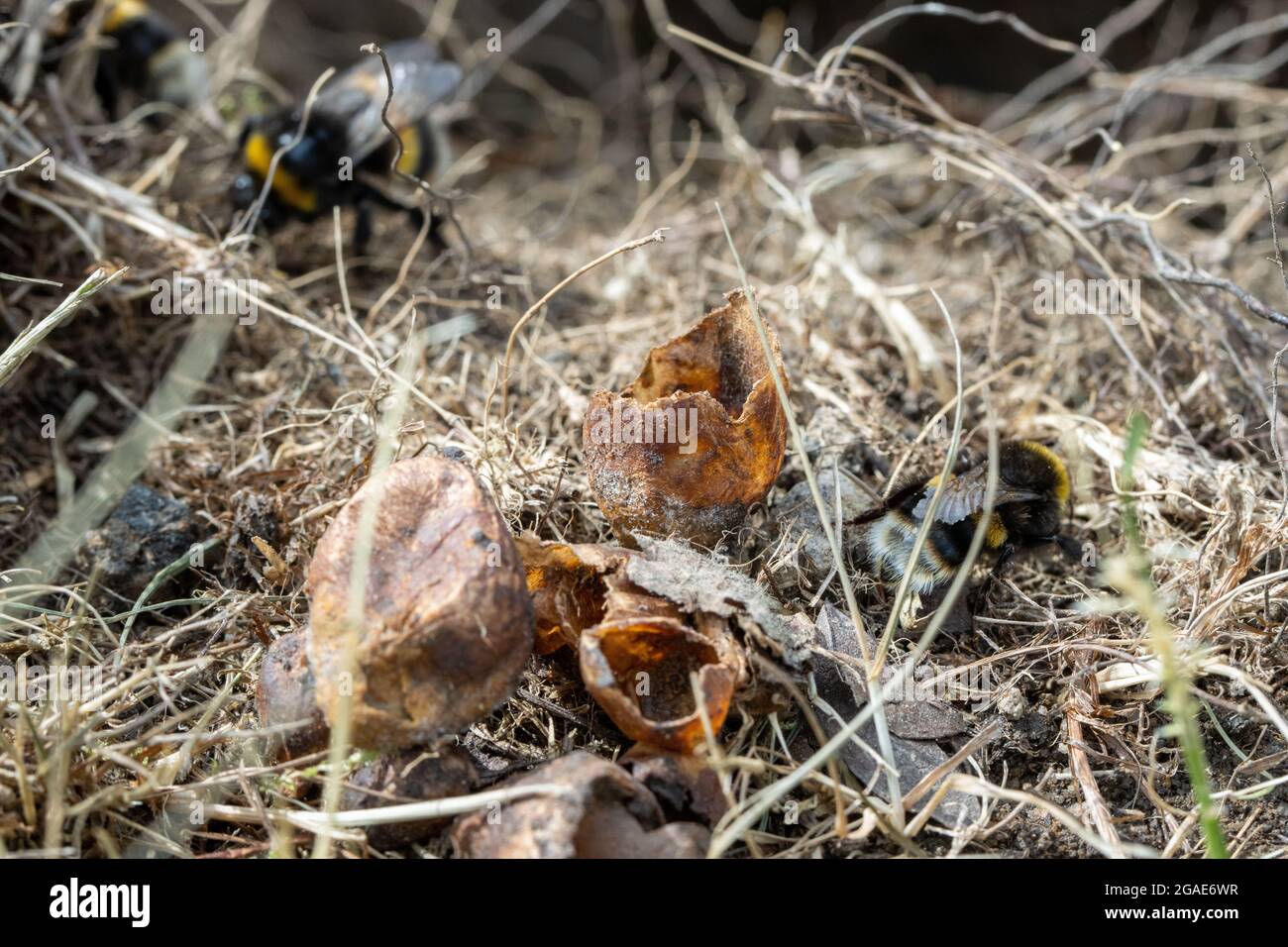 Des œufs d'abeilles bourdonnantes à queue de chamois sur le bord d'un nid de lapin qui semble avoir été prédaté (Bombus terrestris), West Yorkshire, Royaume-Uni Banque D'Images