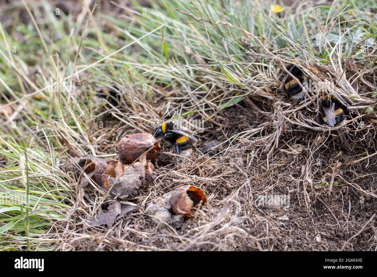 Des œufs d'abeilles bourdonnantes à queue de chamois sur le bord d'un nid de lapin qui semble avoir été prédaté (Bombus terrestris), West Yorkshire, Royaume-Uni Banque D'Images