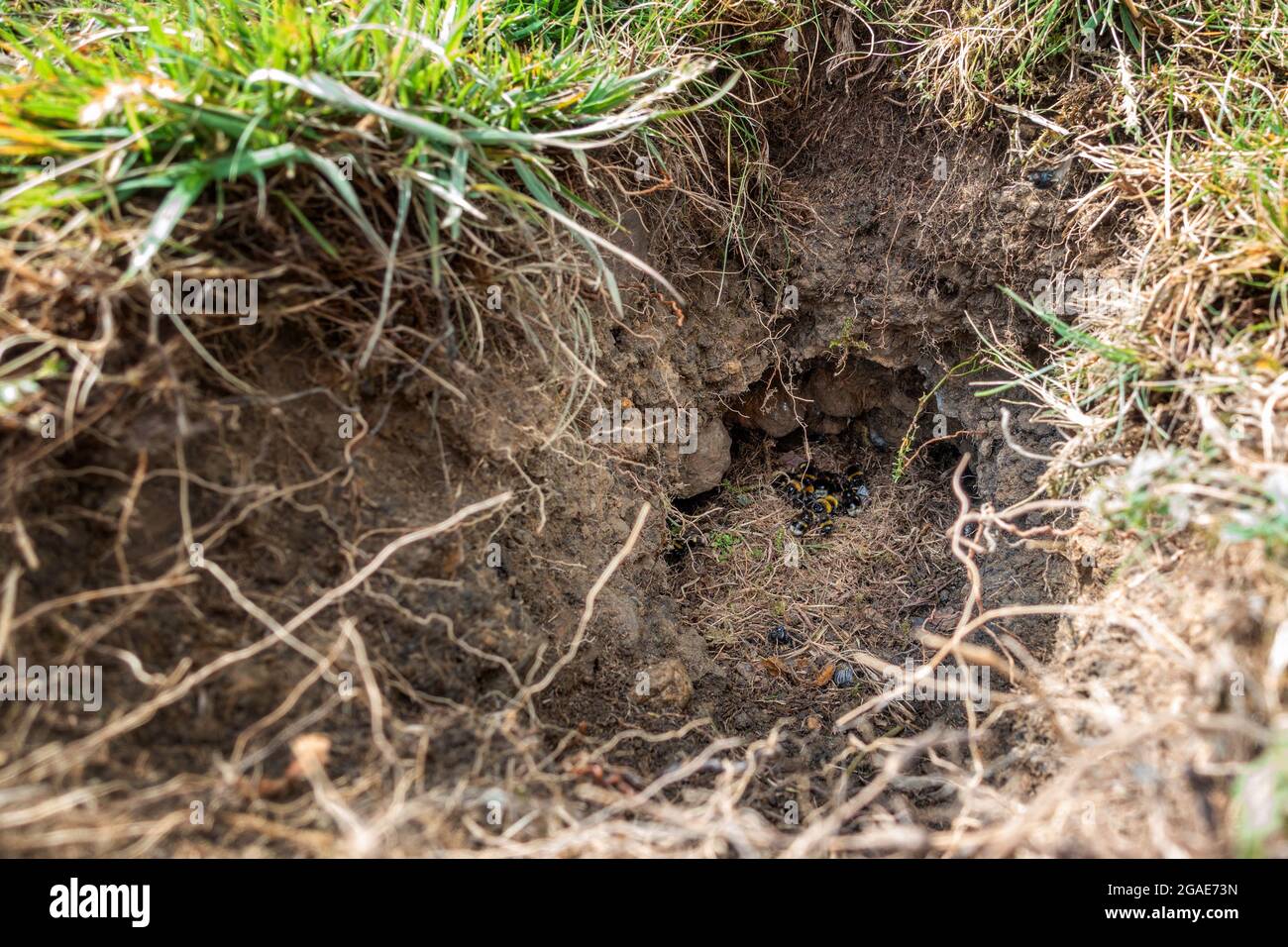 Les bourdons à queue de chameau nichent dans un trou de lapin qui semble avoir été prédaté (Bombus terrestris), West Yorkshire, Royaume-Uni Banque D'Images