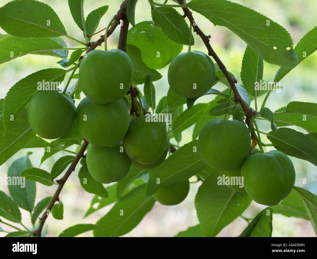 Fruits de prune de cerise non mûrs. Branche avec baies. Banque D'Images