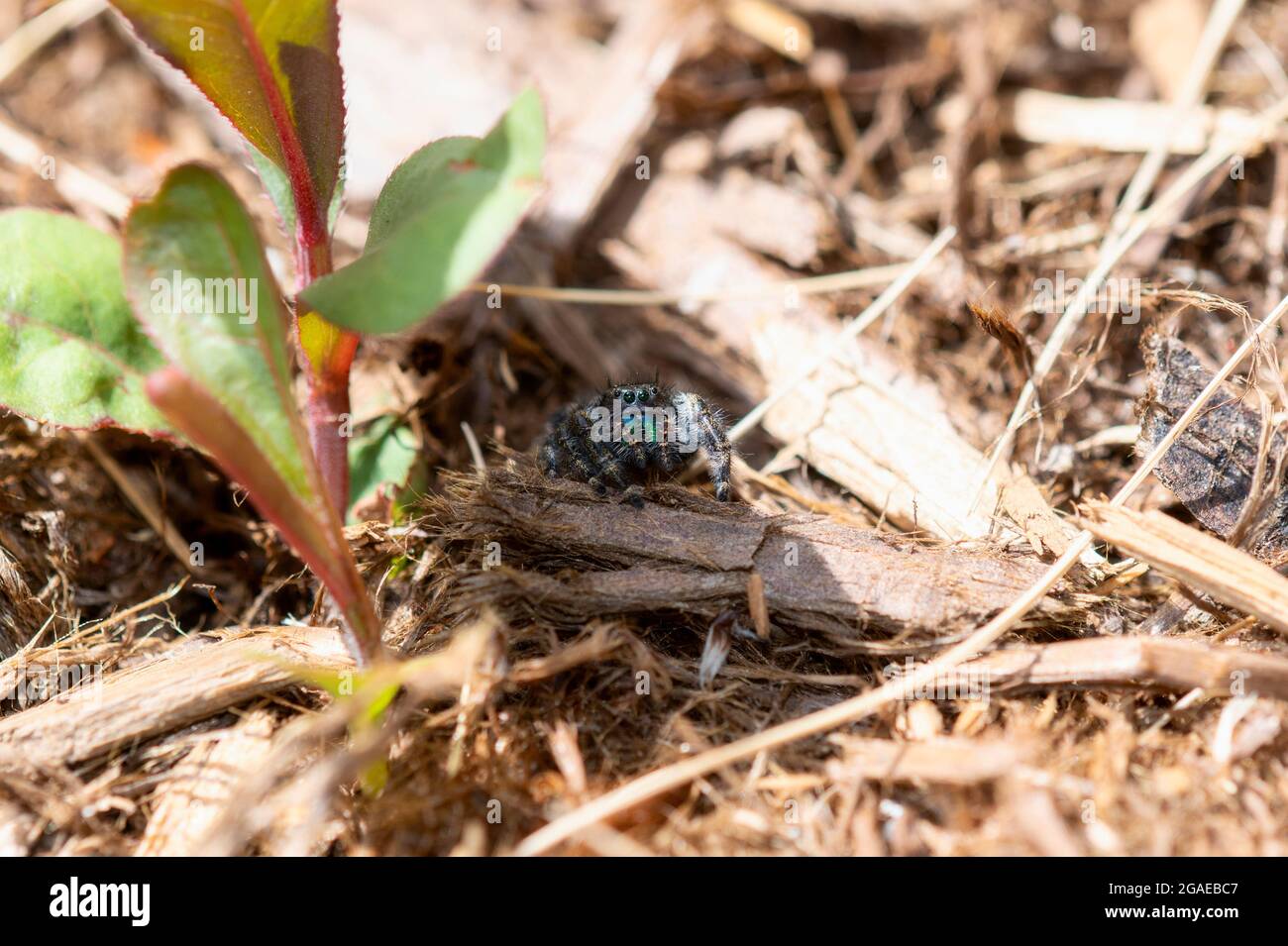 Araignée de saut audacieuse (Phidippus audax) avec des Fangs colorés perchés au sol Banque D'Images