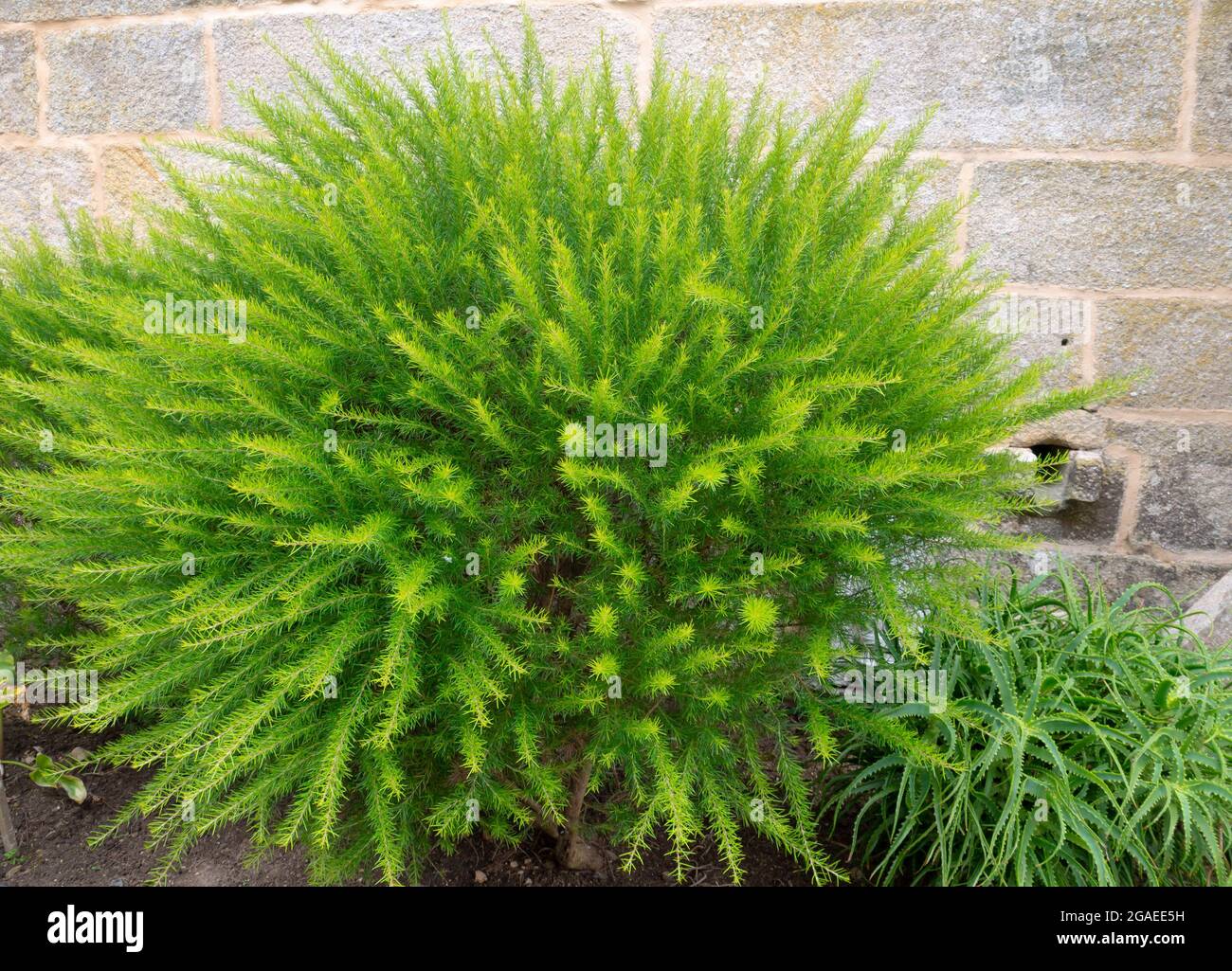 Arbustes d'ornement doux vert vif. Plantes à fleurs d'araignées piquantes ou grevillea à feuilles de genévrier. Banque D'Images