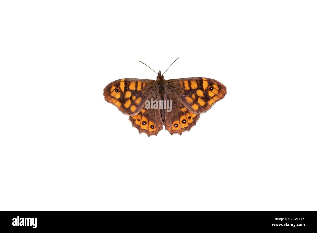 Papillon brun mural avec ailes à pois ouvertes isolées sur du blanc. Lasiommata megera. Banque D'Images