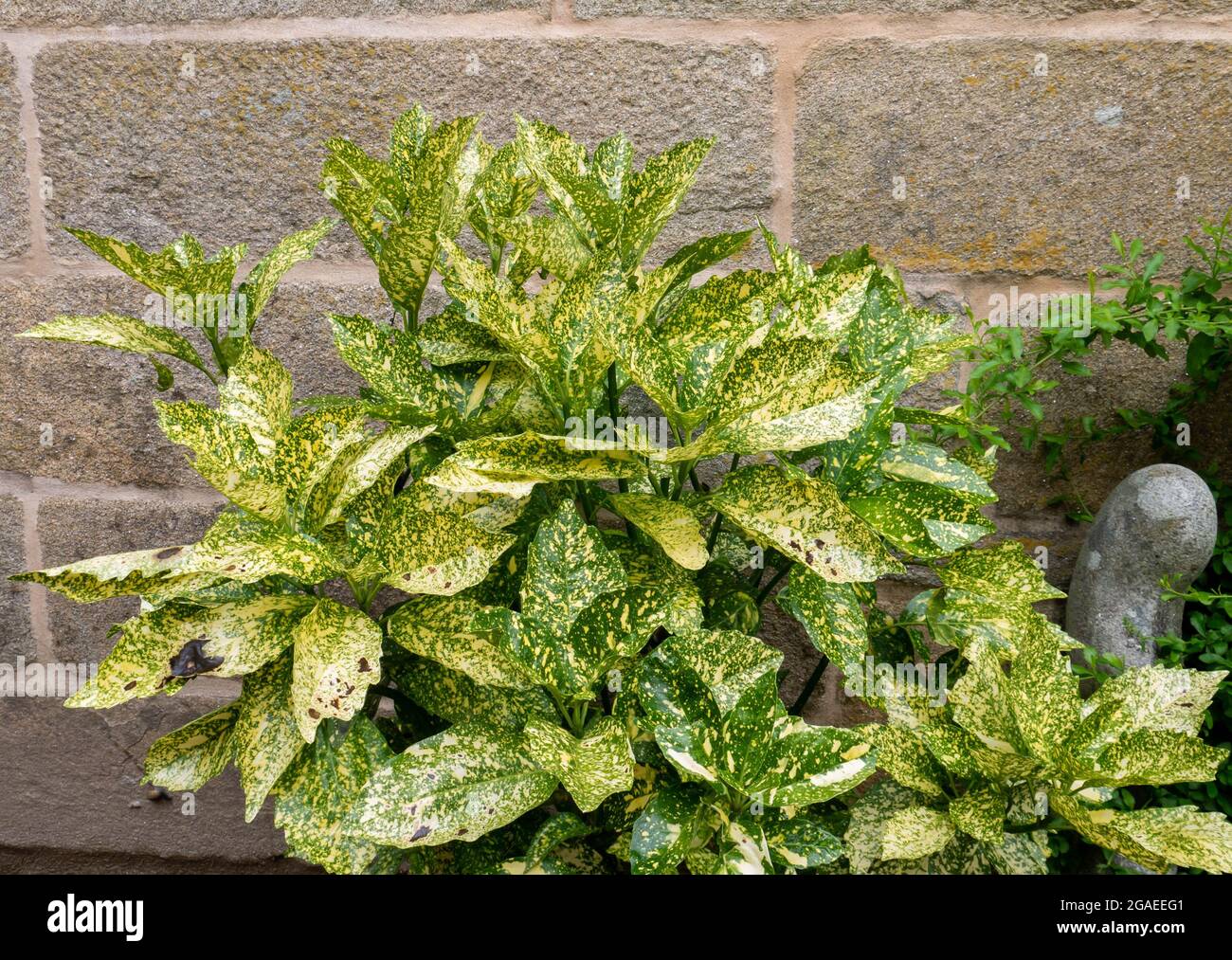 Laurel tacheté ou plante de brousse Aucuba japonica avec des feuilles jaune-vert variégées près de l'ancien mur de pierre Banque D'Images