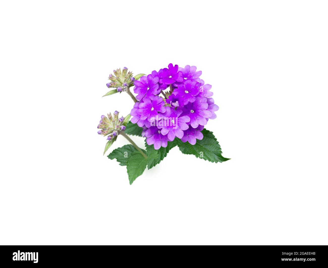 Fleur de verveine violette, boutons et branche de feuilles isolés sur blanc Banque D'Images