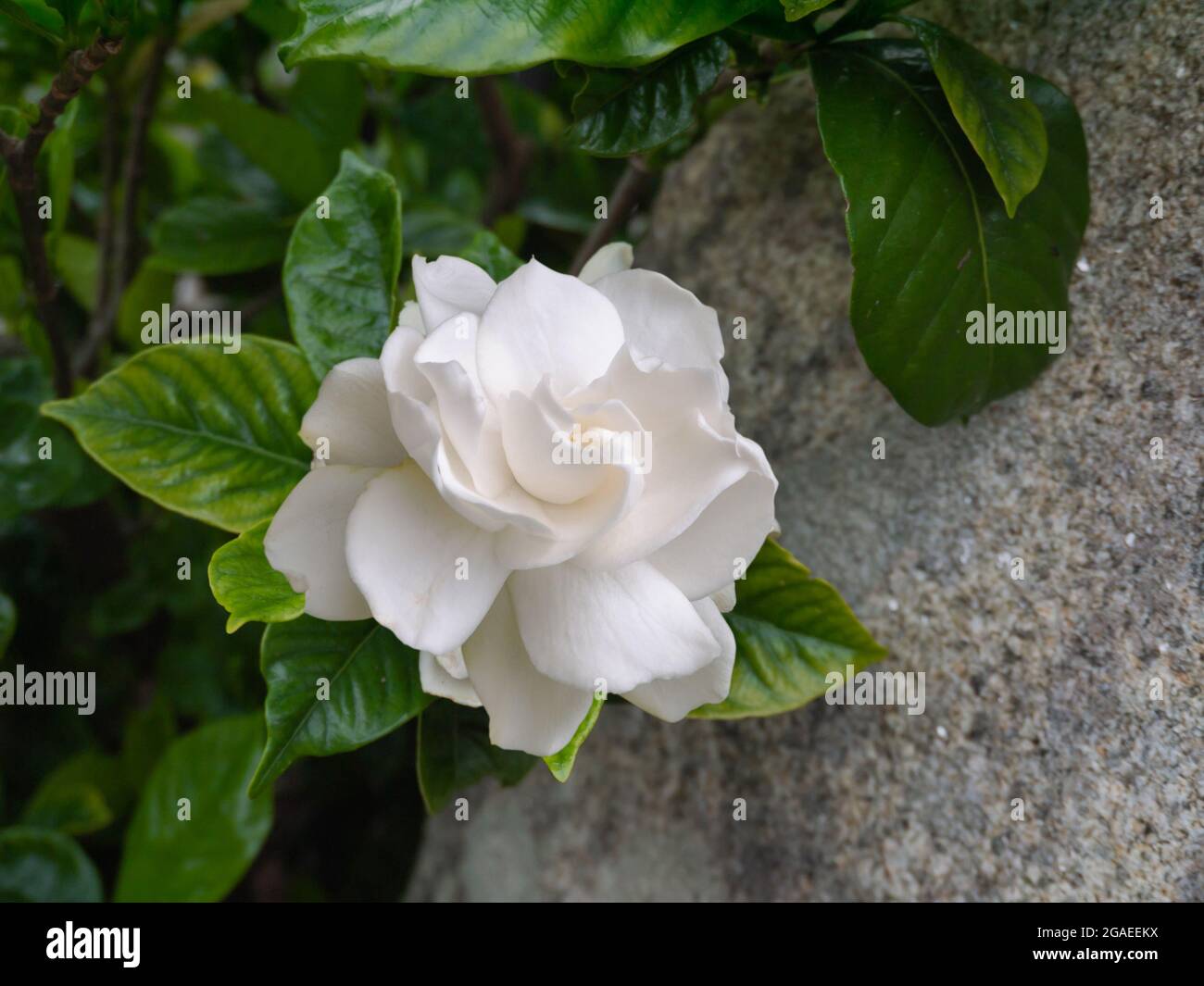 Gardenia jasminoides plante à fleurs dans le jardin. Fleur blanche parfumée  et congé vert brillant Photo Stock - Alamy
