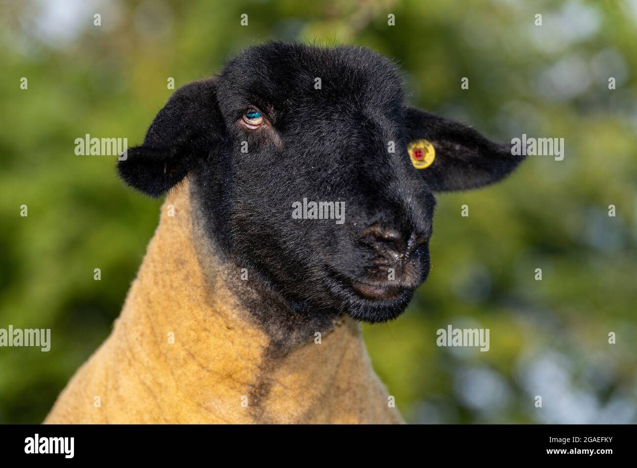 Gros plan sur un visage d'un pedigree Suffolk. North Yorkshire, Royaume-Uni. Banque D'Images