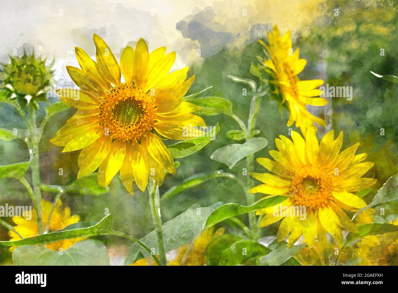 Peinture aquarelle numérique de belle vue d'image de paysage de tournesol dans un champ, Japon Banque D'Images