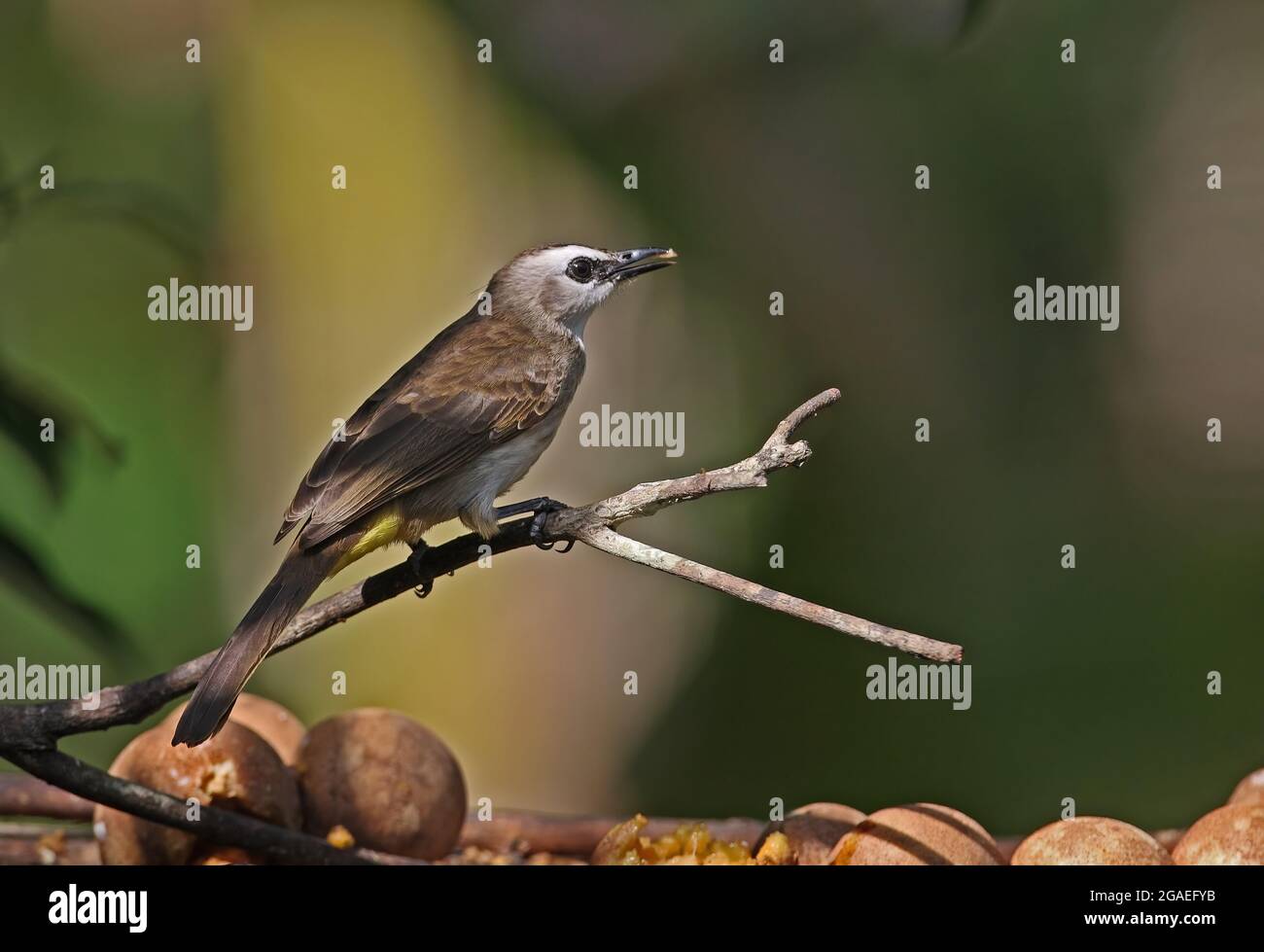Bulbul à évent jaune (Pycnonotus goivier personatus) nourrissant des adultes à la table d'oiseaux Kaeng Krachan, Thaïlande Novembre Banque D'Images
