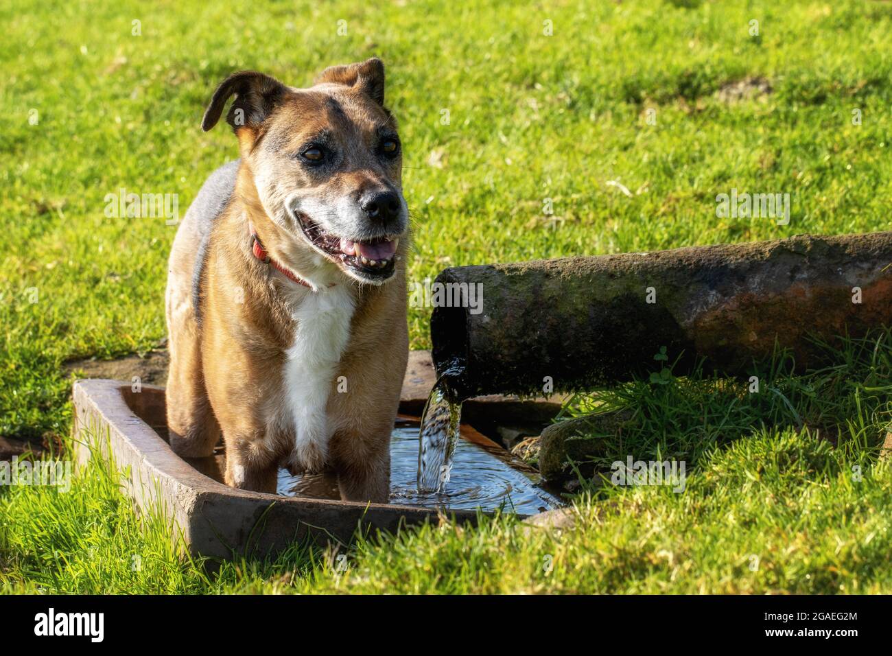 Le vieux chien se rafraîchi dans une cuvette d'eau de ferme dans un champ d'agriculteur - tôt le matin avant la chaleur se sont mis en place. ROYAUME-UNI Banque D'Images