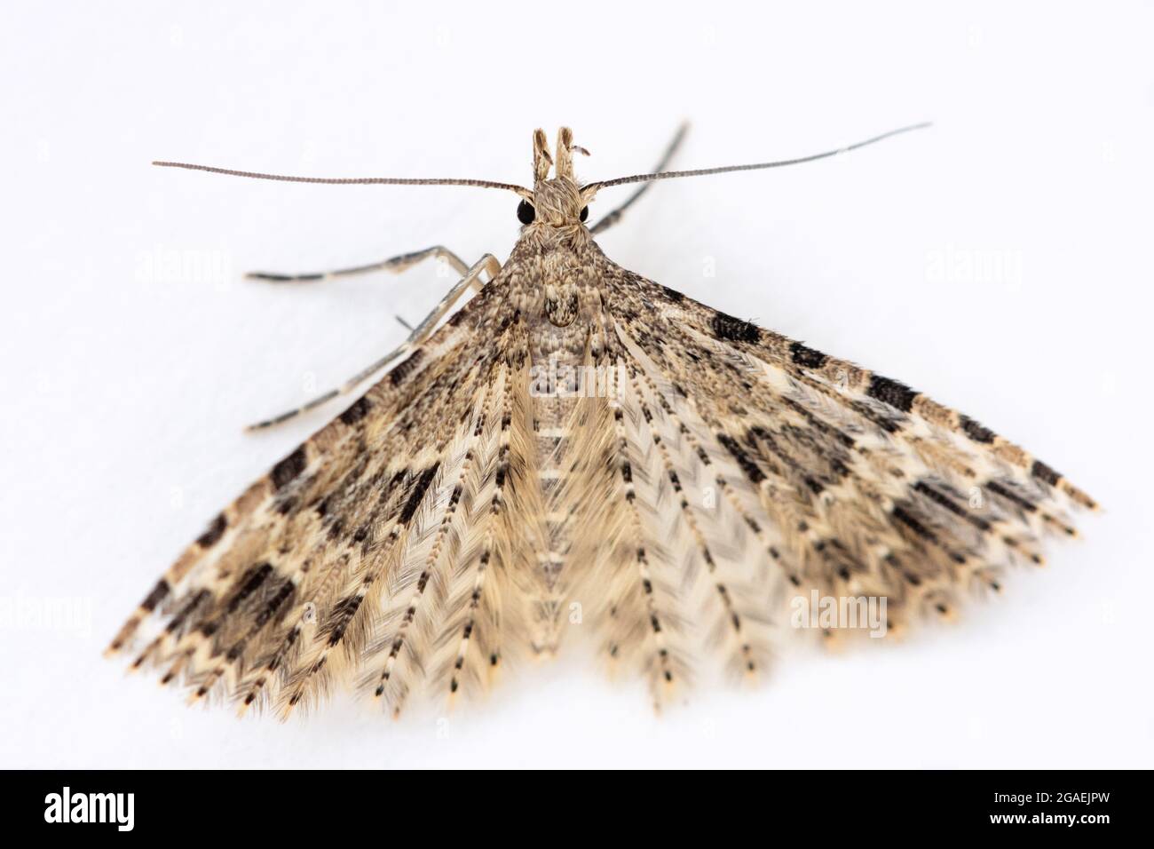 Vingt-plume - Alucita hexadactyla , isolé sur fond blanc, Royaume-Uni Banque D'Images